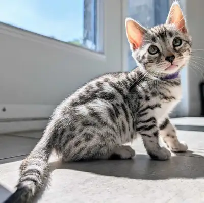Chatons de Bengal portées printanières 2026, View more