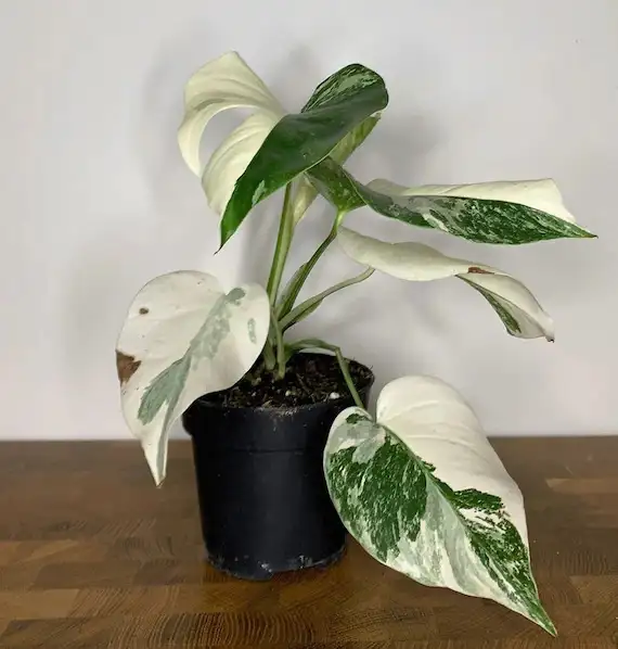 Monstera albo in Plants, Fertilizer & Soil in City of Toronto - Image 3