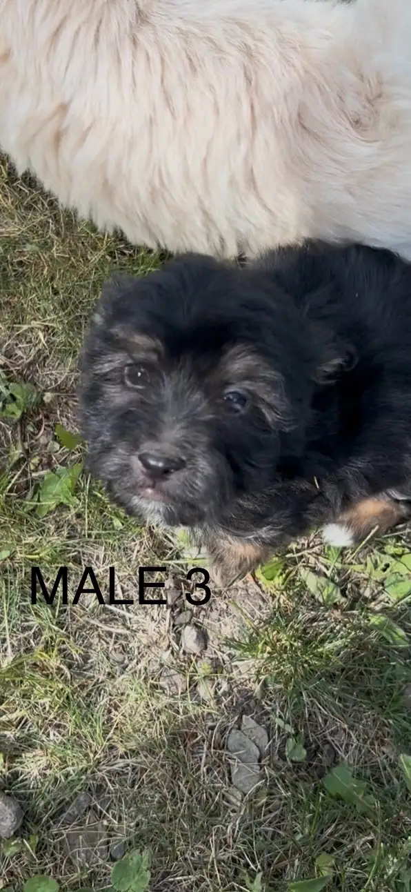 non-shedding hypoallergenic small puppies in Dogs & Puppies for Rehoming in Burns Lake - Image 4