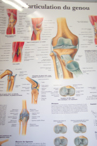 Affiche l'Articulation  du genou