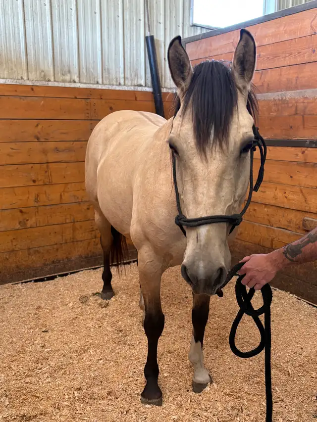 buckskin mare in Horses & Ponies for Rehoming in Edmonton - Image 4