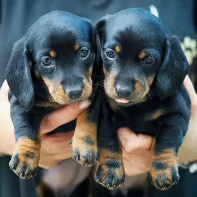 Dachshund puppies miniature smooth, View more