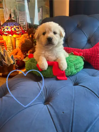 Golden Doodle x White German Shepherd READY SOON ( Non shedding), View more