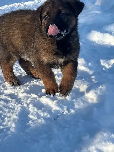 Beautiful Leonberger/Labrador puppies. Rare and intelligent, View more