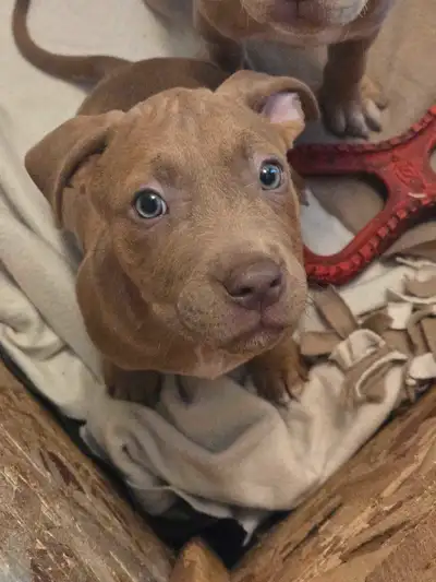 Female last of 9 pups, View more