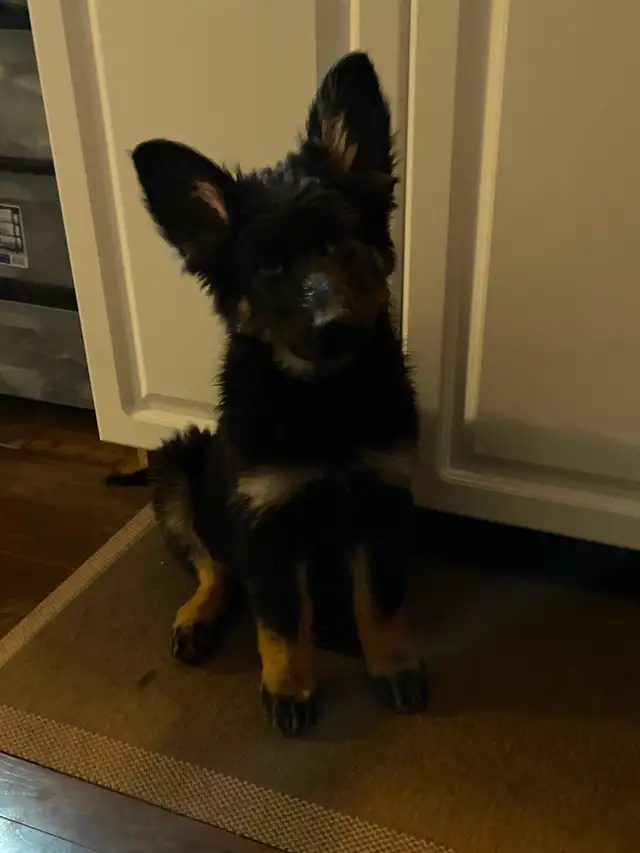 Berger Allemand Chiots/German Shepherd Puppies in Dogs & Puppies for Rehoming in Longueuil / South Shore - Image 5