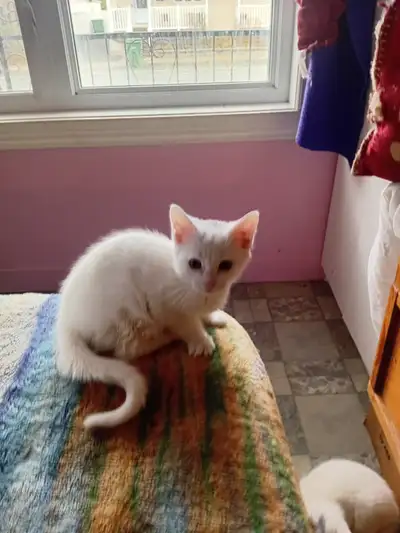 Mignon petit chaton blanc avec petite tache noir sur la tête., View more