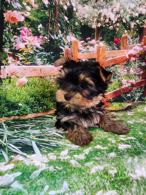YORKSHIER TERRIER MALE PUPPY in Dogs & Puppies for Rehoming in Oshawa / Durham Region
