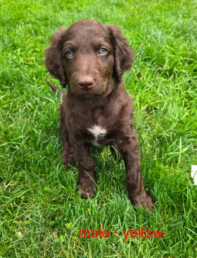 Aussiedoodle Puppies, View more