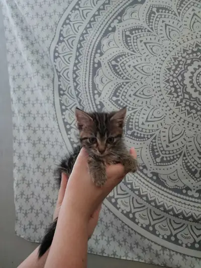 small kitten, View more