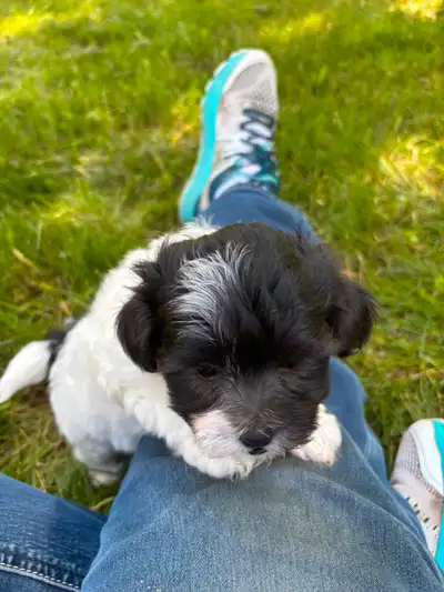 HAVAPOO ( Havanese x Poodle) FEMALE PUPPY, View more