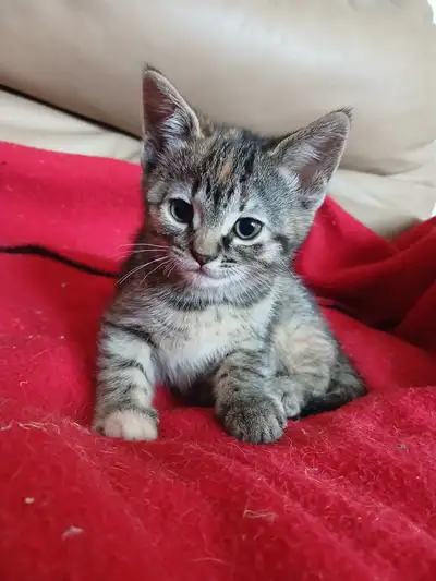 female kitten ready to go, View more