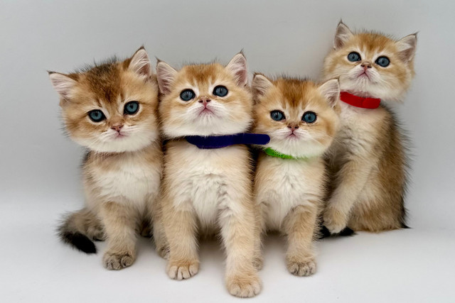 Handsome British Shorthair Kittens  in Cats & Kittens for Rehoming in Markham / York Region