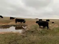 Gentle home raised cow/calf pairs