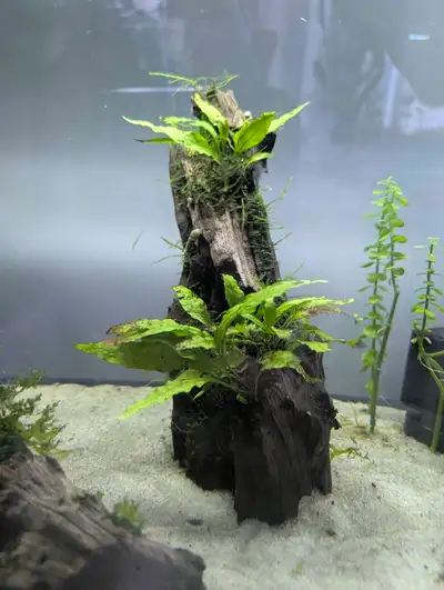 Driftwood with attached java ferns, View more