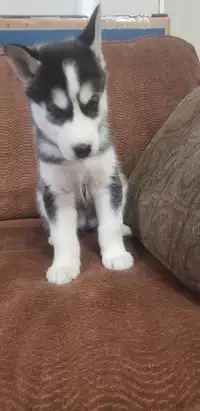 Husky Puppies - Available May 18