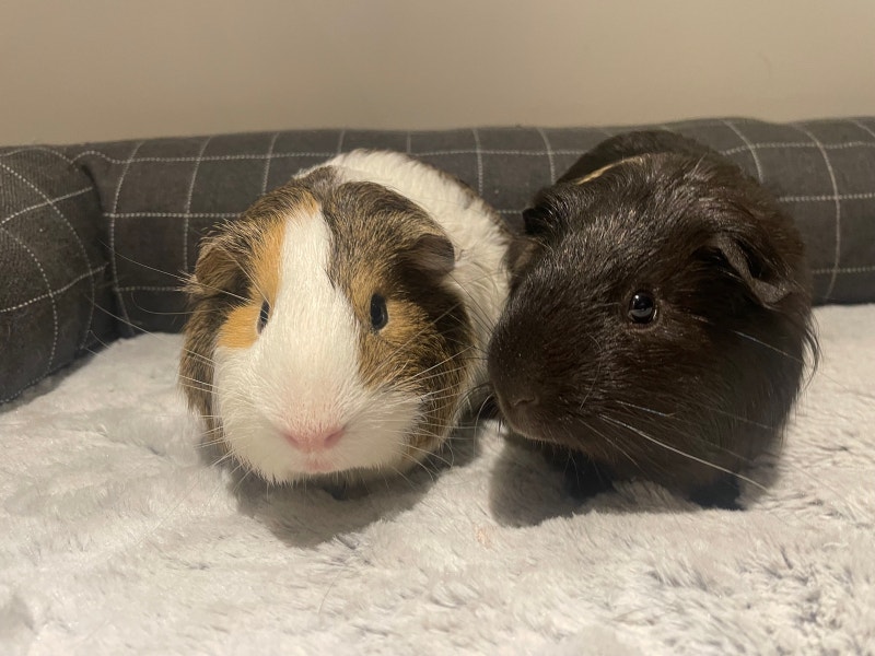 Cutest guinea pig babies with nice cage! Small Animals for Rehoming City of Toronto Kijiji