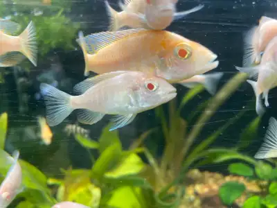 Sciaenochromis Fryeri “Albino” Here is the stunning albino version of the electric blue Fryeri (Hap...