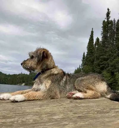 Chien de 1 an croisé griffon/berger australien. Notre train de vie ne permet pas de nous en occuper...