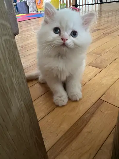 dollface persian kitten, View more