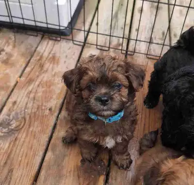 We are offering adorable ShorkiePoo puppies, a mix of Shih Tzu, Yorkshire Terrier, and Poodle. We ar...