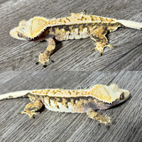 Crested Gecko High White Tri Color