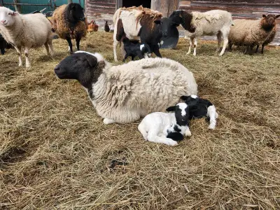 ewe with lambs, View more