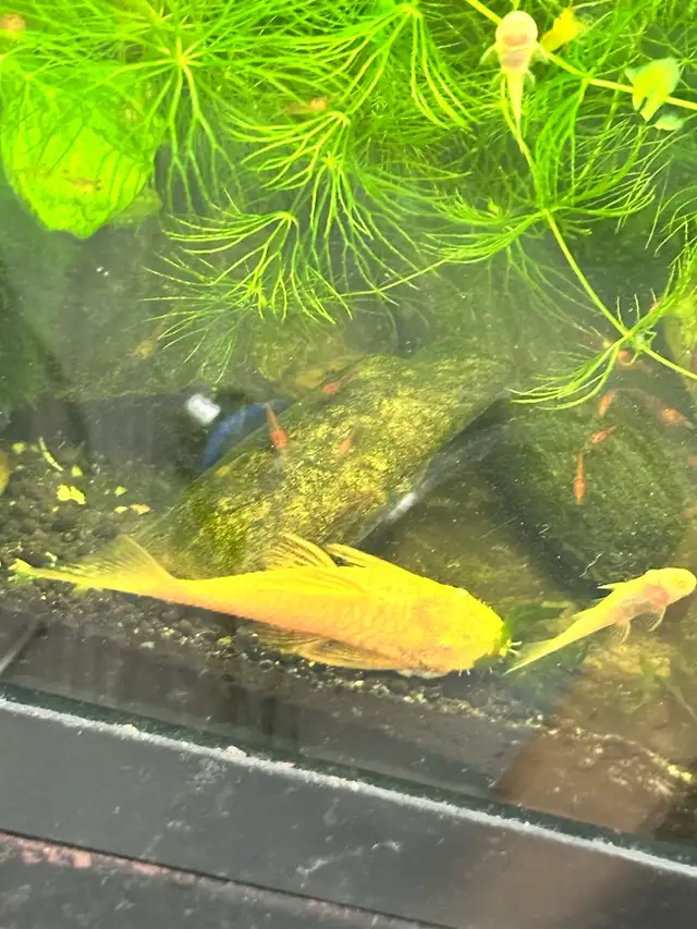 albino bristlenose in Fish for Rehoming in Richmond - Image 6