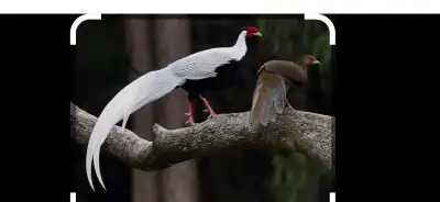 chickens pheasants Guinea fowl, View more