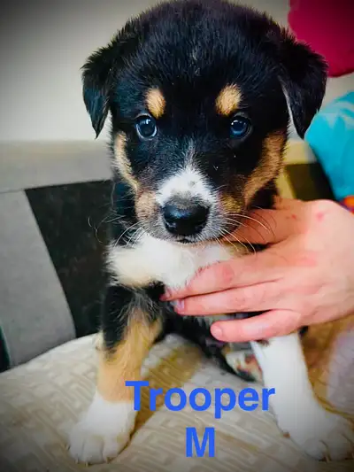 Puppies ready soon!! Husky x shepherd (4 left!!), View more