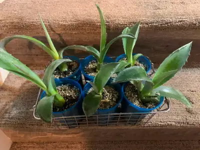Five Blue Agave Pups available. $30.00 each