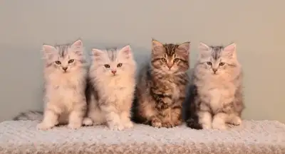 Beautiful Siberian Forest Kittens now available for reservations. Kittens will be ready to go to the...