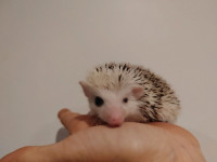 Clara baby hedgehog girl with eye ring!!!