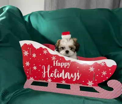 Pure bred shih tzu puppies ready to go to their forever home, View more