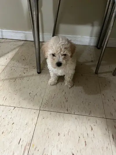 purebred bichon frise puppies. ready to go today. , View more