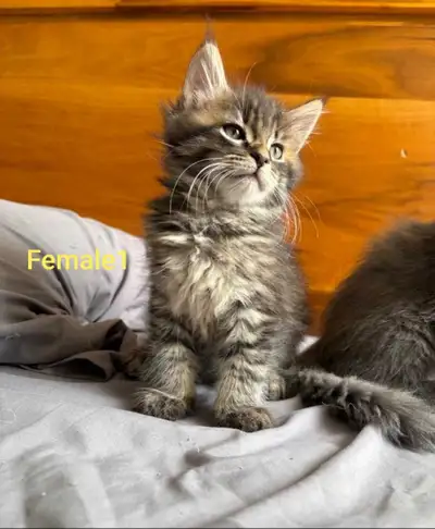 Beautiful Maine Coon Kittens For Adoption, View more