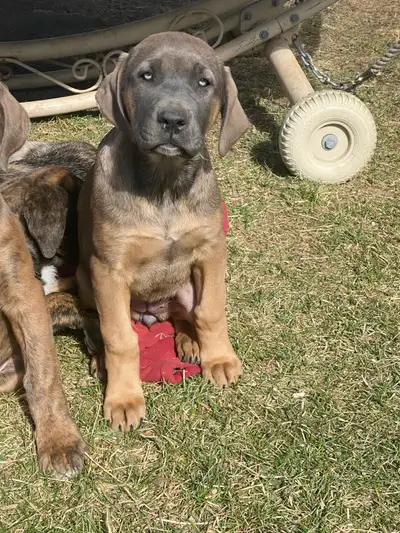 English mastiff cross Serbian mastiff puppie for sale, comes with first and second shots Puppies wil...