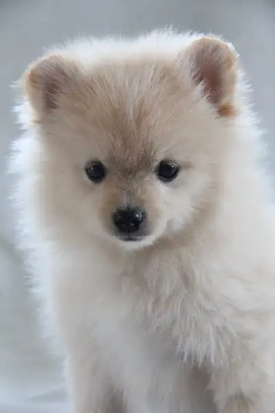 We are happy to announce our newest litter of a pomchi pups who is looking for their forever family....