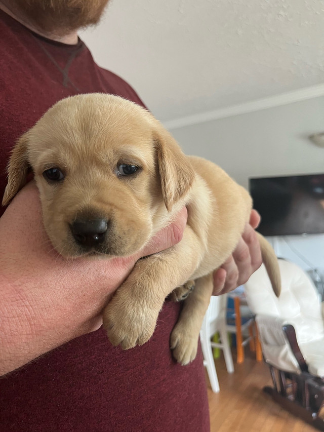 CKC REG LAB PUPPIES in Dogs & Puppies for Rehoming in Bedford - Image 3