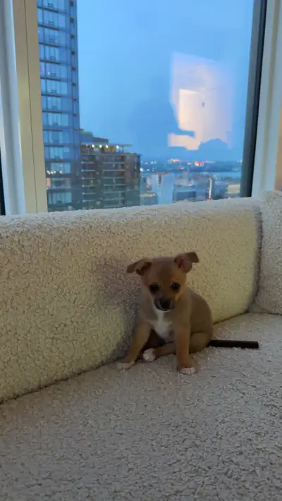 dog Chihuahua/pomeranian, View more