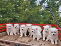 Eskimo Spitz puppies 