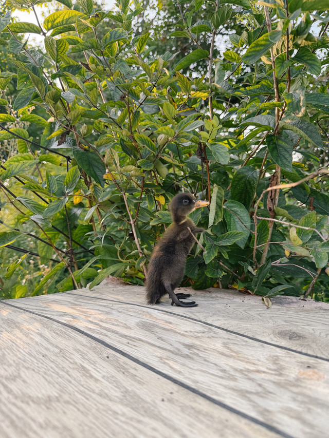 2 Indian runner ducklings  in Livestock in Chatham-Kent - Image 4