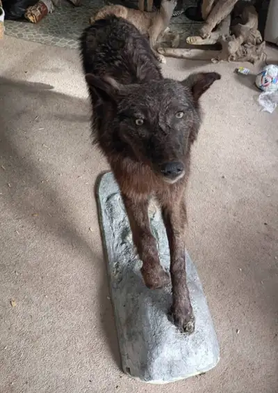 Wolf Taxidermy For Sale, View more
