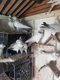 Pakistani Pigeons 