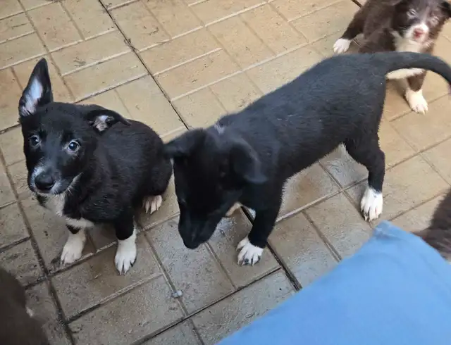 Border Collie Puppies in Dogs & Puppies for Rehoming in St. Catharines - Image 7