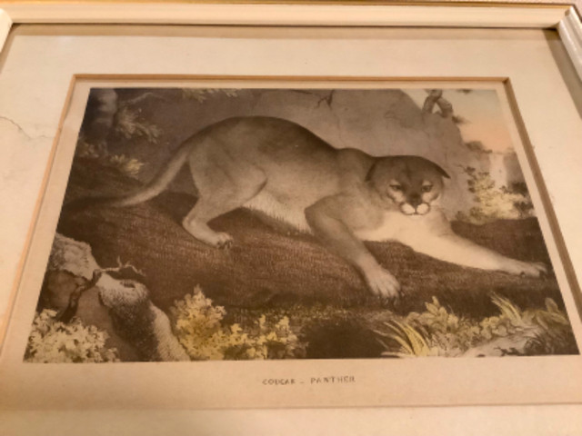 1928 Hand Coloured Etching of a Cougar “Early American Hunter” in Arts & Collectibles in Belleville - Image 3