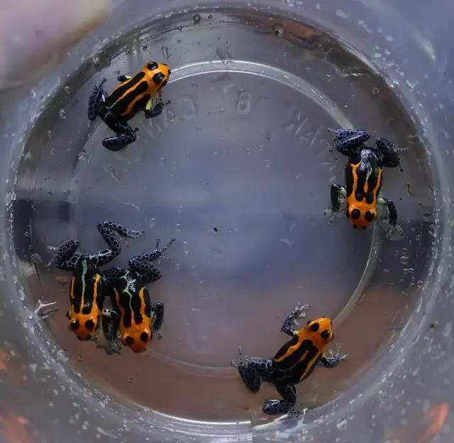 Ranitomeya imitator "Varadero" in Reptiles & Amphibians for Rehoming in North Shore - Image 3