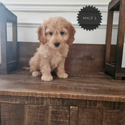 Cockapoo Puppies , View more