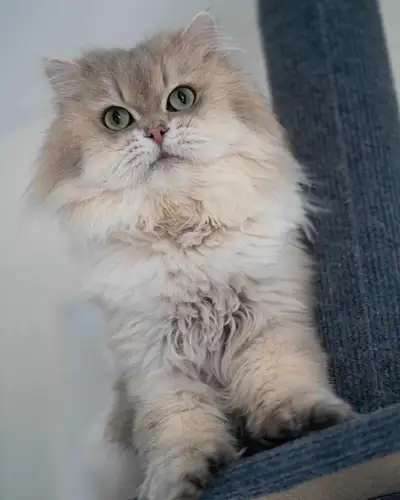 British Longhair (7 years old) Lapcat Blue Golden, View more
