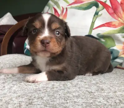 Miniature Australian Shepherd Pup, View more